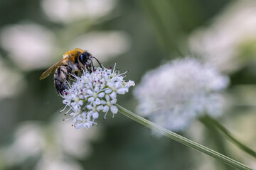 bee on a flower