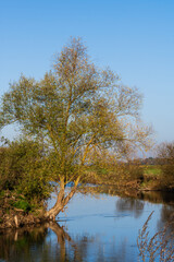 Fototapeta premium Un Frêne commun courbé sur les rives de la rivière l'Ill, nature automnale en Alsace