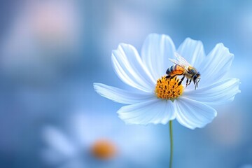 Obraz premium Bee on a Cosmos Flower