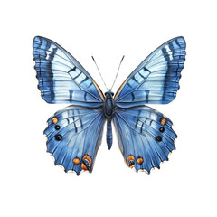 Majestic Blue Morpho Butterfly A Detailed Illustration