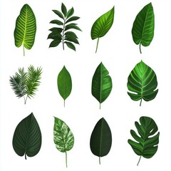 Collection of various green leaves showcasing diversity in shape, size, and texture against a clean white background.