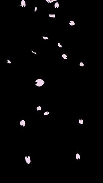 舞う桜の花びら黒背景 縦長 シームレス編集可(600フレーム目の後ろにコピーした301フレーム目以降を繋ぐことでシームレスに再生)