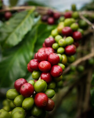 coffee bean