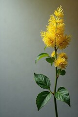 Fototapeta premium A sprig of mimosa against a monochromatic gray and yellow background, foliage, gray