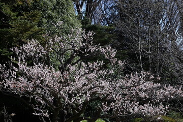 寒さに耐え気品よく咲く