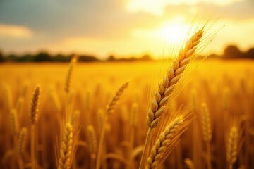 The sun casts a warm glow on the golden wheat stalks, yellow gold, field