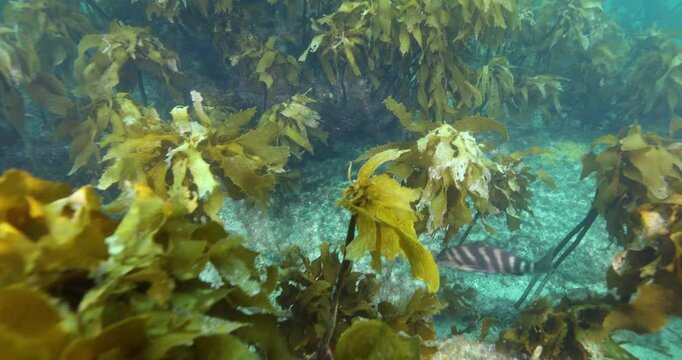 Kelp algae, Laminariales in the waters around Goat Island, Auckland, New Zealand. Many fish and other animals living around them. Practicing underwater sports. Diving under water. Summer vacation shot
