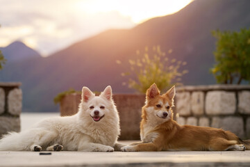 Brown and white dogs laying together outside.