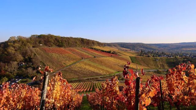 Vineyards in Autumn, View from the Wartberg, Heilbronn, Baden-W&uuml;rttemberg, Germany, Europe