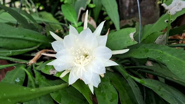 Wijaya kusuma oe Zig zag cactus flower