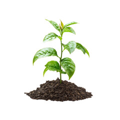 Young Tea Plant Sprouting from Rich Soil