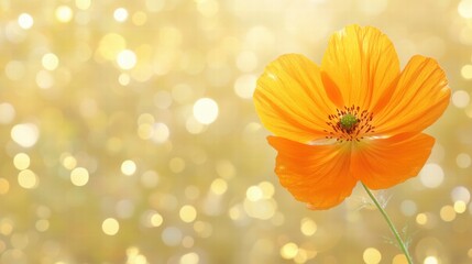 Obraz premium Orange Poppy Flower on Golden Bokeh Background