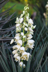 Obraz premium Yucca is a tree-like evergreen plant of the Agave family of asparagus.