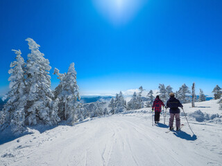 Skiers on a slope surrounded by Ice Monster forest (Shibutoge, Gunma, Japan)