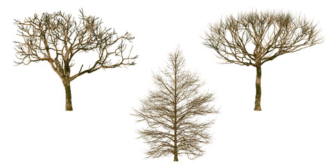 Aerial View of Three Dry Trees transparent background