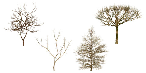 Dried Plants Top View transparent background