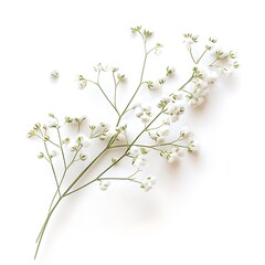 a white flowers on a stem