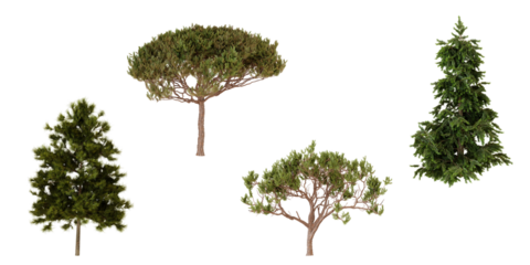 Top view of four coniferous trees