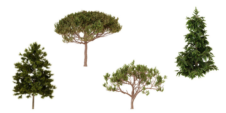 Top view of four coniferous trees