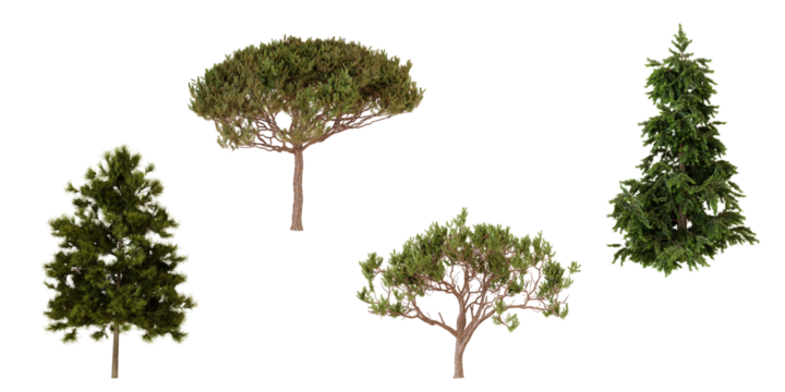 Top view of four coniferous trees