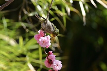 寒さに耐え気品よく咲く