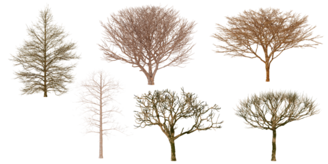 a collection of six different trees without any leaves, presumably in a dormant or winter state.