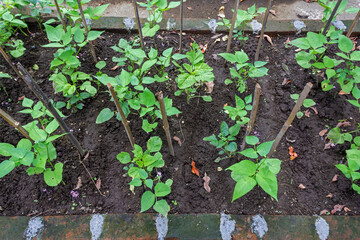 Top View of Green Bean Plants in a Home Garden