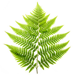 Fern flower isolated on transparent background