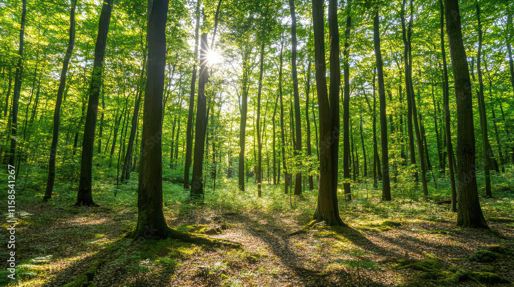 Poster serene forest scene with sunlight filtering through tall trees, creating peaceful atmosphere. vibran