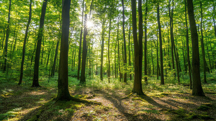 Obraz premium serene forest scene with sunlight filtering through tall trees, creating peaceful atmosphere. vibrant green foliage and soft shadows enhance natural beauty of woodland