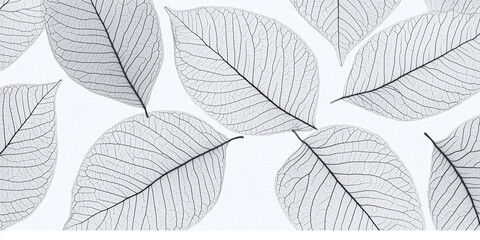 leaf, autumn, nature, leaves, tree, fall, plant, season, foliage, yellow, color, texture, green, pattern, maple, macro, flora, branch, spring, vector, orange, botany, closeup, close-up, natural, monoc