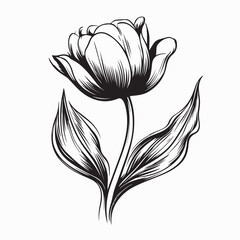 Elegant Decorative Tulip Flowers Design Elements Stock Vector isolated on white background.