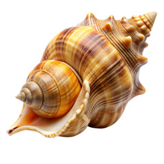 Obraz premium Whelk isolated on transparent background