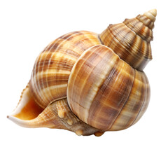 Fototapeta premium Whelk isolated on transparent background