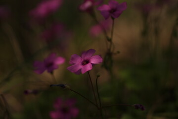 fiori di acetosella in primavera