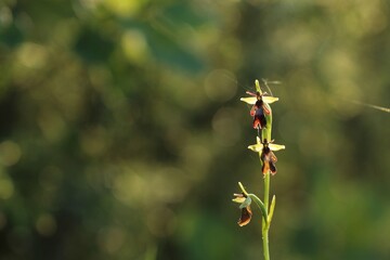una ophrys insectifera in un prato in primavera al tramonto