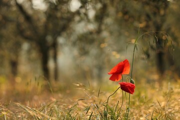 fiori di papavero al tramonto in primavera