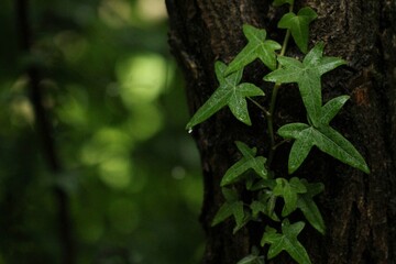 foglie di edera nel bosco