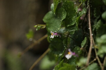 piccoli fiori in un giardino dopo la pioggia