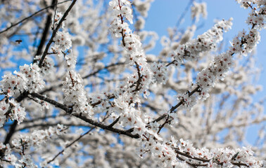 the wonderful nature awakens with the first days of Spring