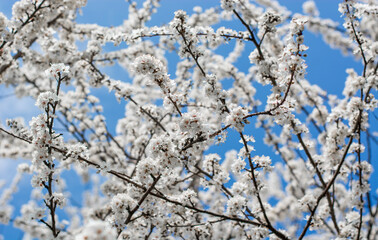 spring returns and with it the blossoming of the trees