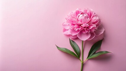 Fototapeta premium Romantic pink gentle pions flowers on light pink background, floral beauty concept, Spring, Easter, 8 march, Valentine's day, Mothers's day concept