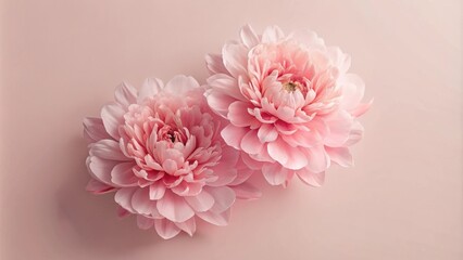 Romantic pink gentle pions flowers on light pink background, floral beauty concept, Spring, Easter, 8 march, Valentine's day, Mothers's day concept
