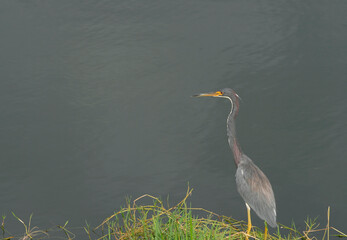 Blue Heron Bird standing by the lake and searching for food in Naples, FL, USA