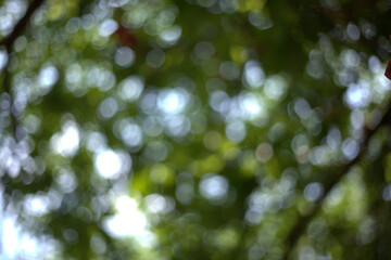 blurred background of green leaves with soft bokeh effect, creating serene and tranquil atmosphere. Perfect for nature themed projects