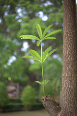 vibrant green plant growing from tree trunk, showcasing nature resilience and beauty. lush foliage contrasts with textured bark, creating serene atmosphere