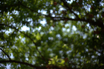 blurred view of lush green tree foliage with sunlight filtering through. vibrant greens create serene and calming atmosphere, perfect for nature lovers
