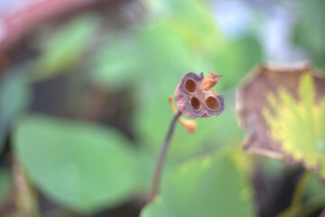 close up of dried seed pod with three openings, surrounded by green leaves, showcasing nature intricate details and textures