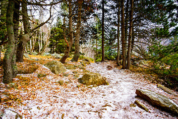 Autumn forest of Sant Maurici Lake with snowy path in Aigües Tortes National Park, in the Pyrenees...