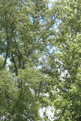 Fototapeta premium fogliame alberi
